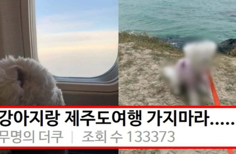 강아지랑 제주도여행을 같이 가면 안 되는 이유