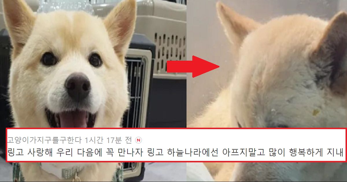 파양후 링고.. 식음전폐하다 하늘 나라로 간 애기 강아지